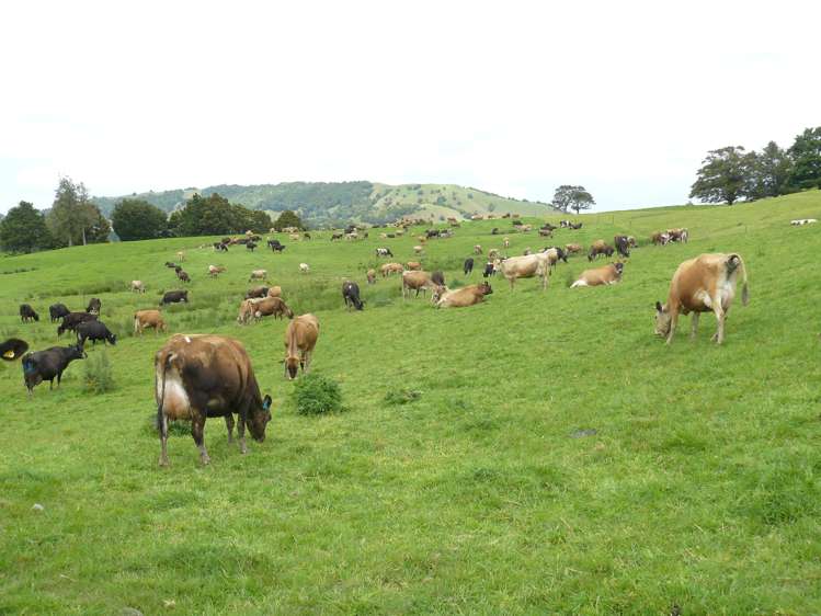 101 Pullin Road Ruatangata_6