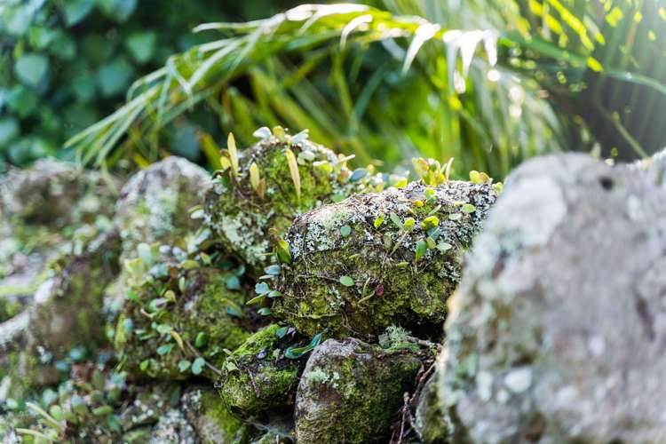 56 Forest View Road Kamo_27