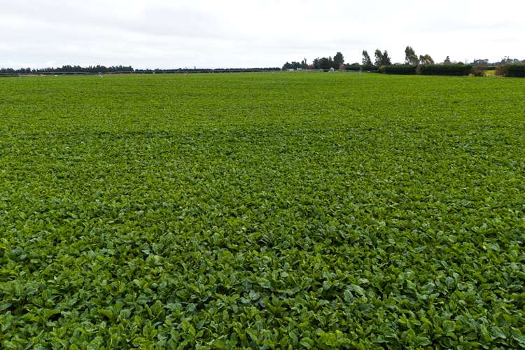 575 Thompsons Track Rakaia_4