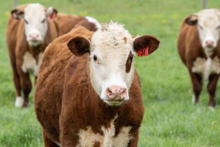 181 Mitcham Road Allenton_32