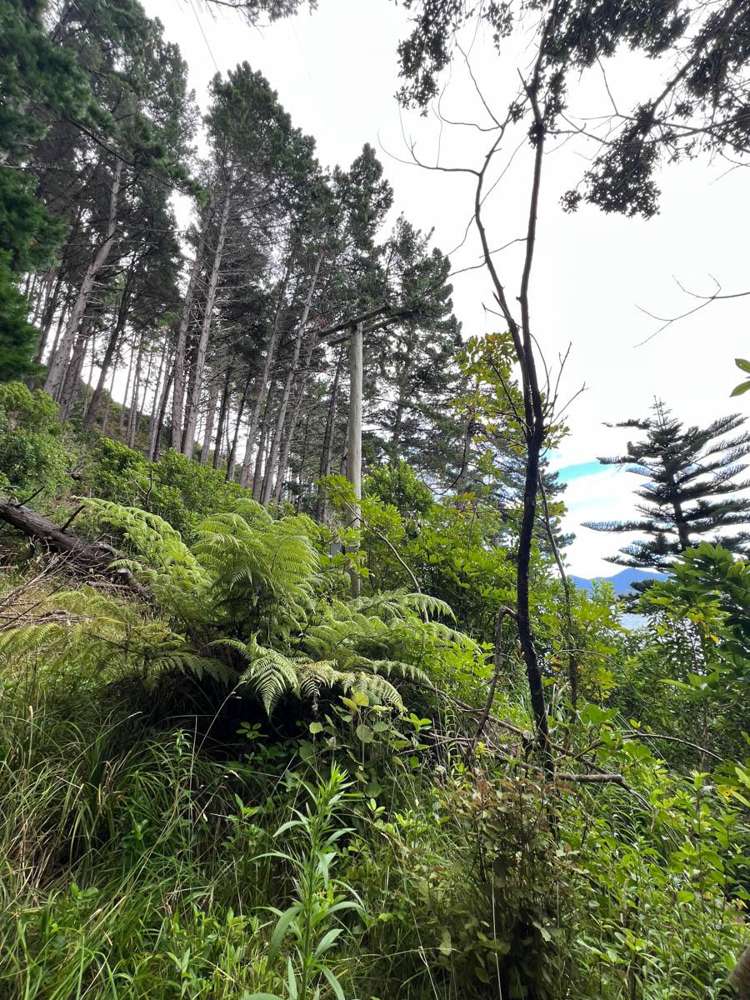 Ahitarakihi Bay Queen Charlotte Sound_15