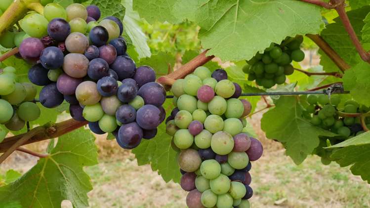 351 Maori Point Road Tarras_11