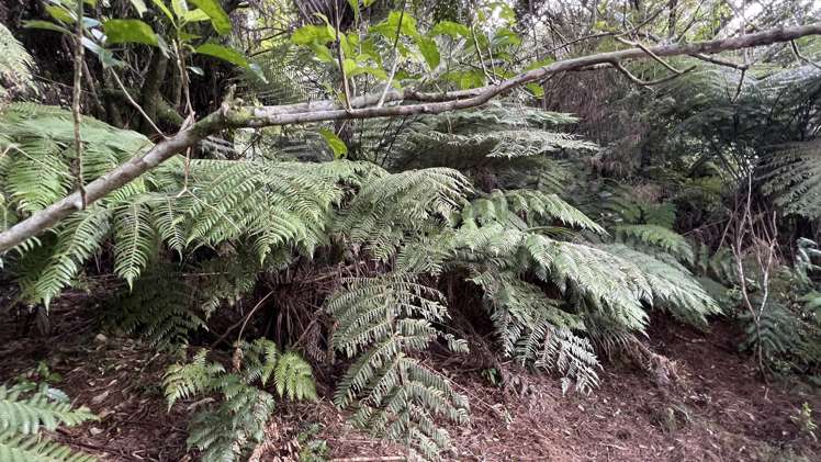 694 The 309 Road, Waiau Coromandel_15