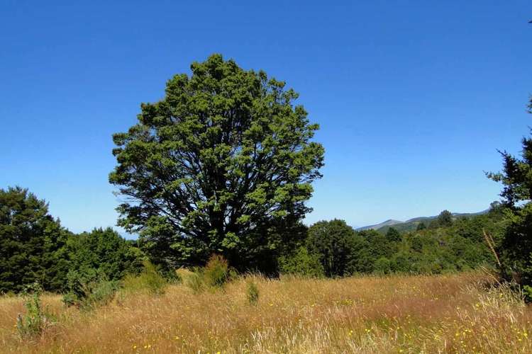 135 Canaan Road Kahurangi National Park_20