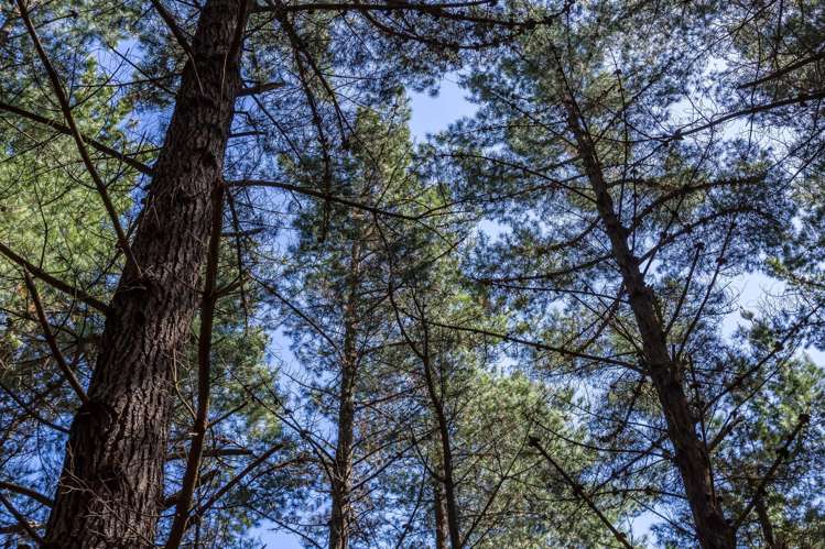 939 Kaiwhata Road Te Wharau_5