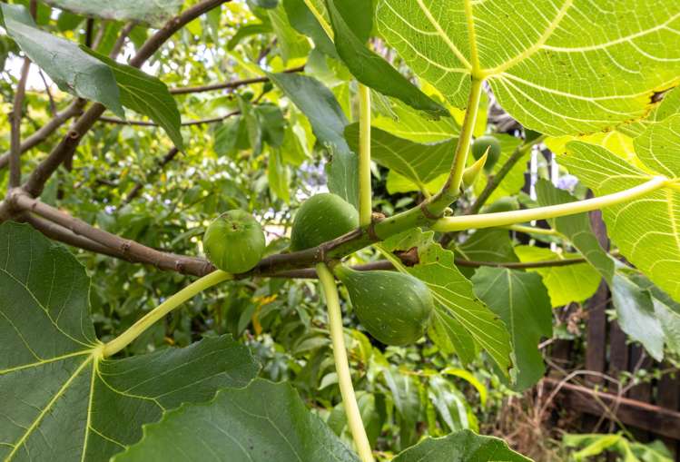 127 Kimihia Road Huntly_21