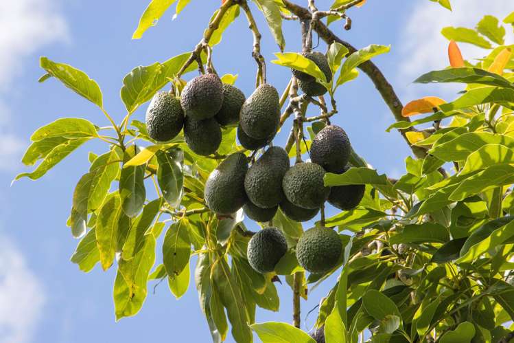 243A Wright Road Katikati_8