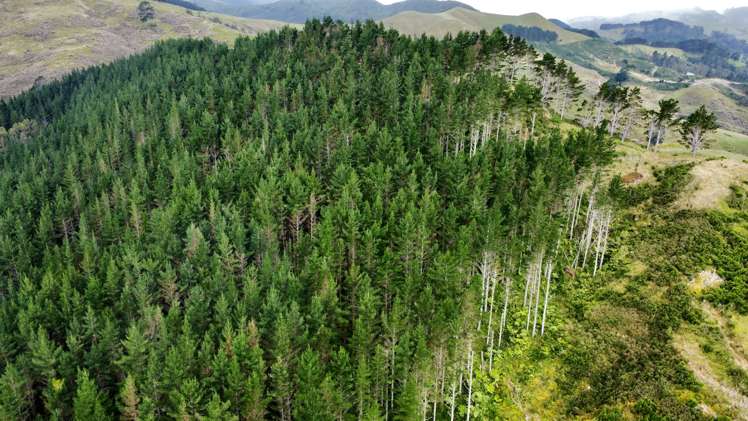 Waitete Road Waihi_7