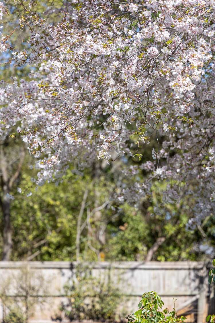 37A Balrudry Street Avonhead_5