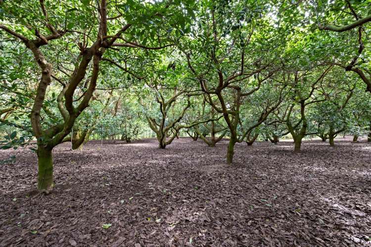 61 Prole Road Omokoroa_9