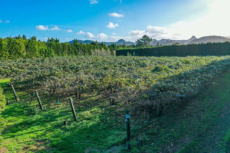 32 Gooseberry Grove Pauanui_4