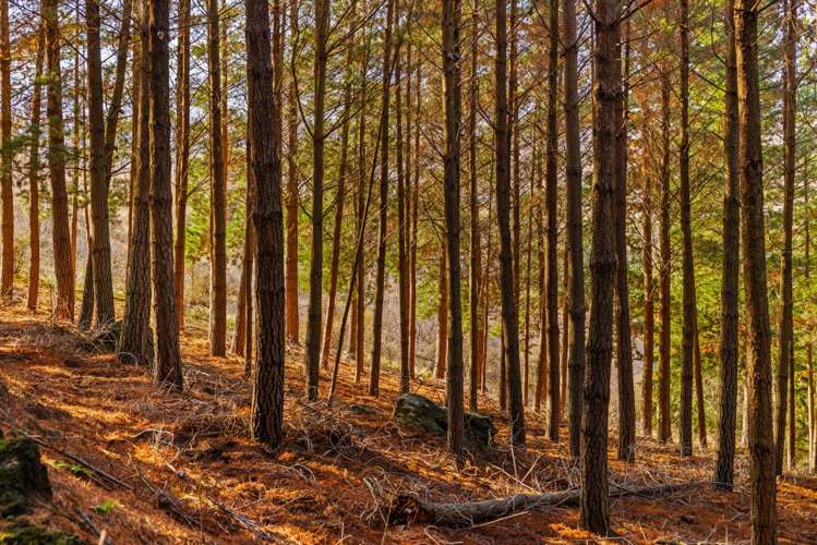 Lot 1 & 5 Ripponvale Road Cromwell_7