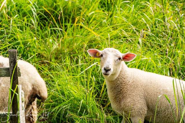 227 Porter Road Paparoa_3