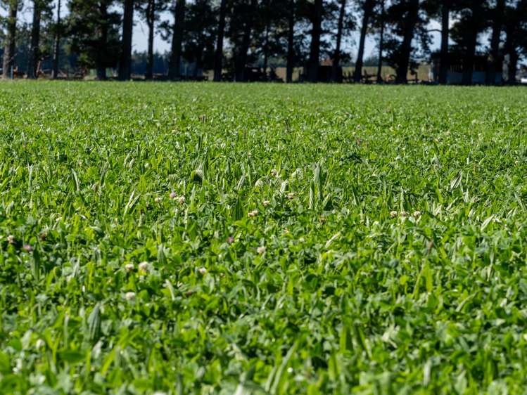 270 and 280 Tinwald Westerfield Mayfield Road Tinwald_6