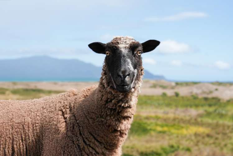 245 Te Hapua Road Te Horo_4