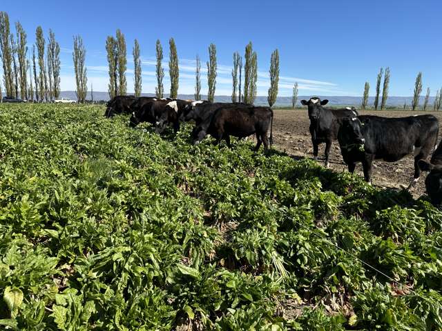 315 Patearoa Ranfurly Road Patearoa_4