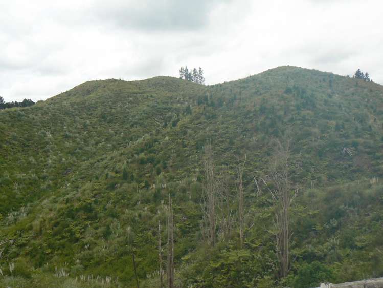 Mangatoetoe Road Kaitaia_13