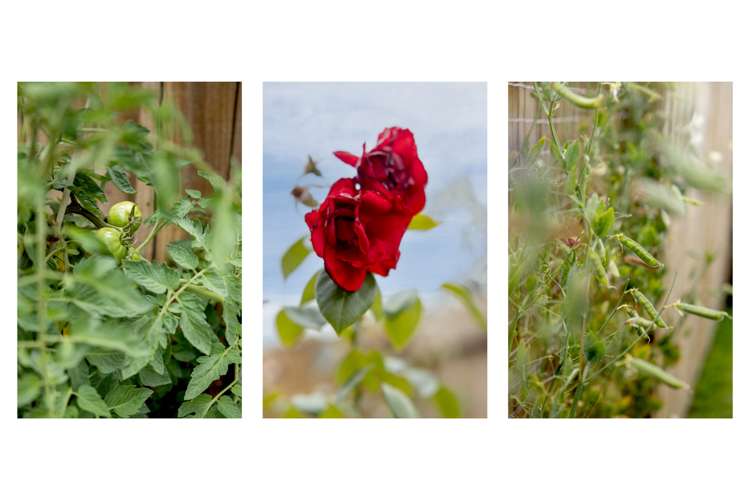 8 Paua Cove Papamoa_18