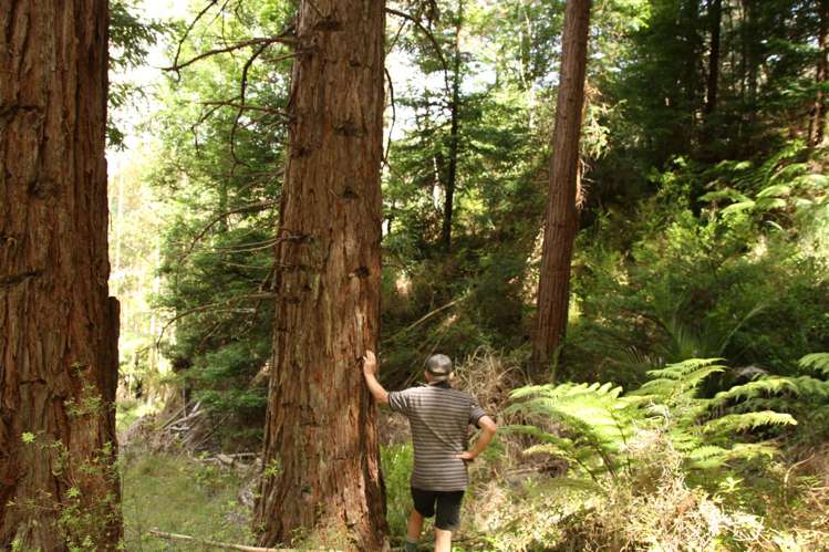 Puhata Road Herekino_10