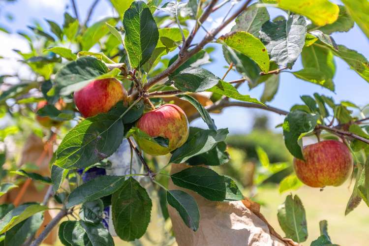 56 Harris Street Te Puke_8