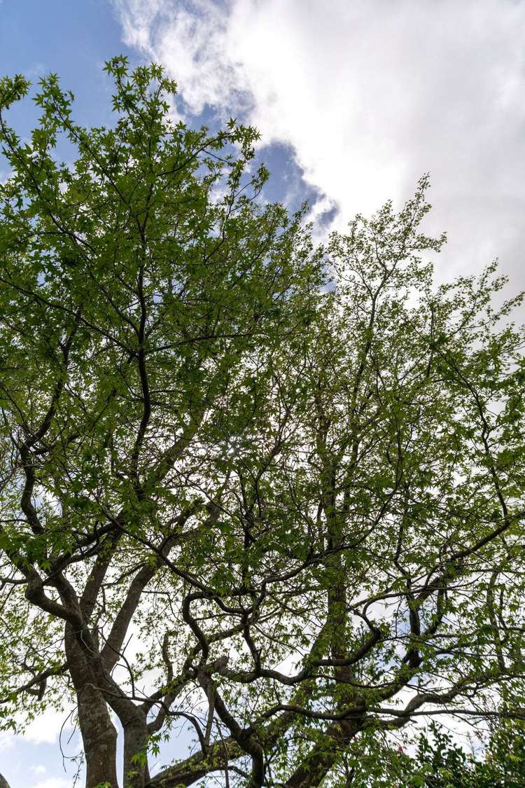 42 Galbraith Street Waihi_31