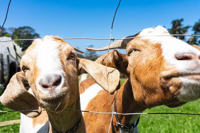 881 Whakapirau Road Whakapirau_1