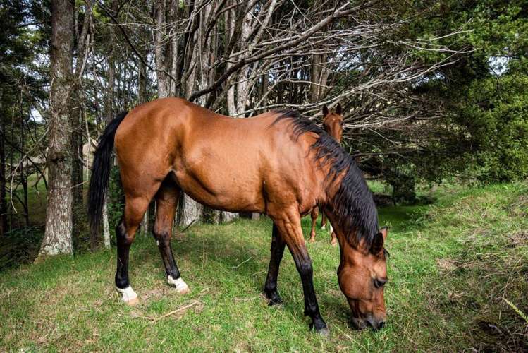 590 Ngunguru Ford Road Kiripaka_18