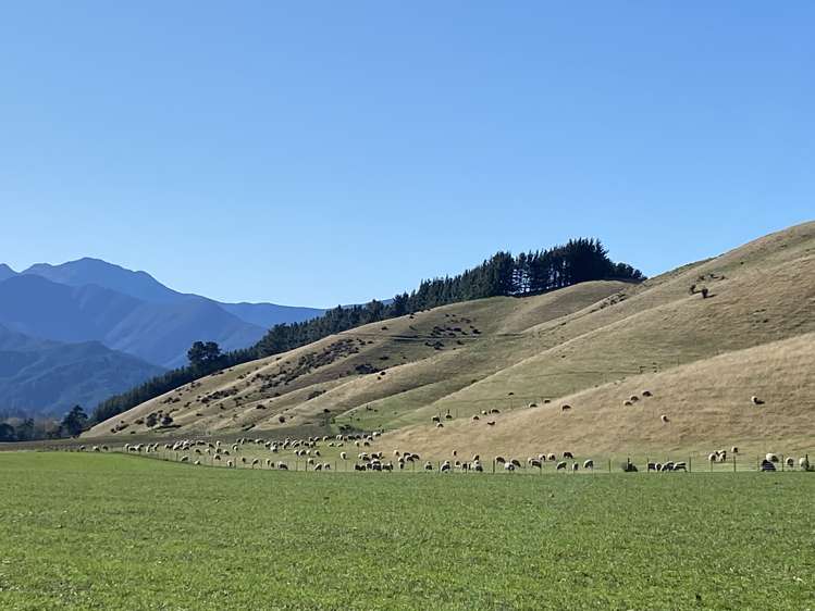 3459 State Highway 63 Wairau Valley_13