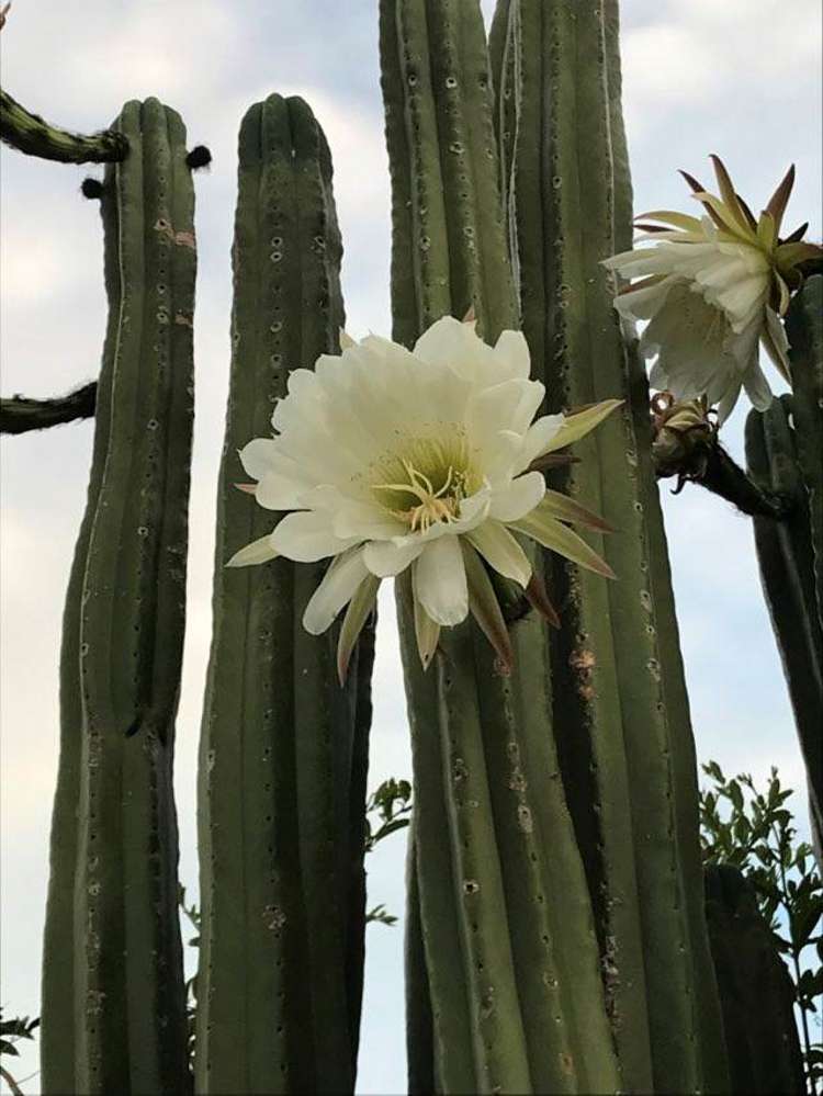 6 Doyly Drive Stanmore Bay_17