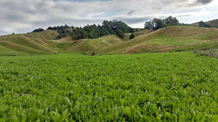 2140 State Highway 2, Nukuhou North Whakatane_12