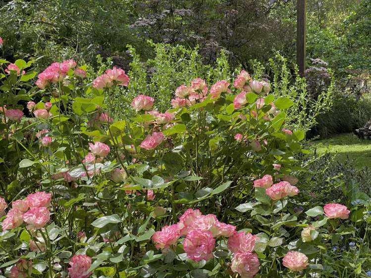 669 Whitstone-Five Forks Road Five Forks and Surrounds_29