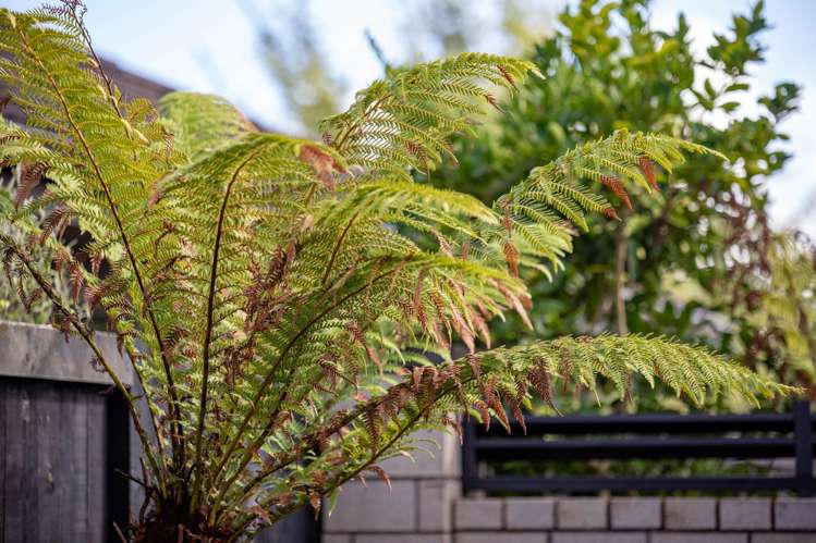 11 Whitney Place Rototuna North_21