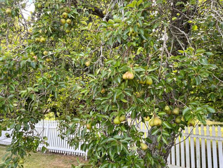 32 Kitchener Road Waiuku_22