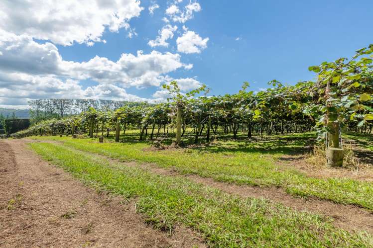 169 Kauri Point Road Tahawai_4