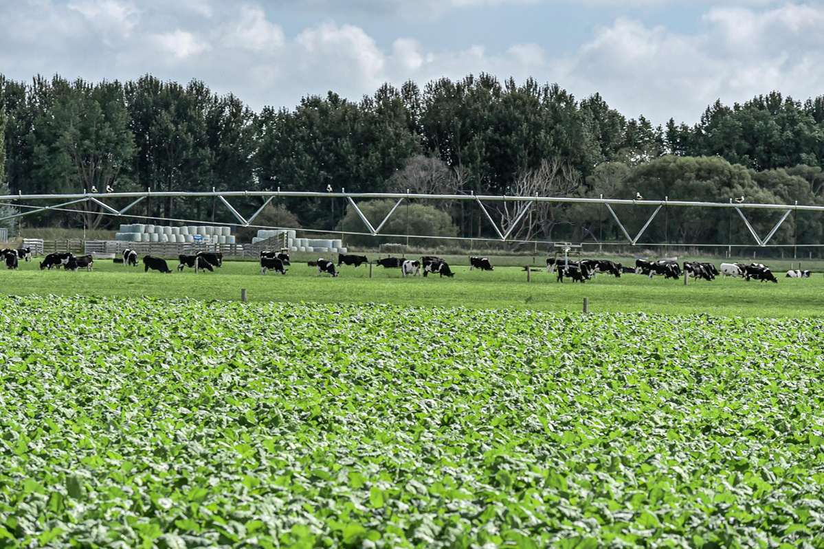 77 Arowhenua Station Road_5