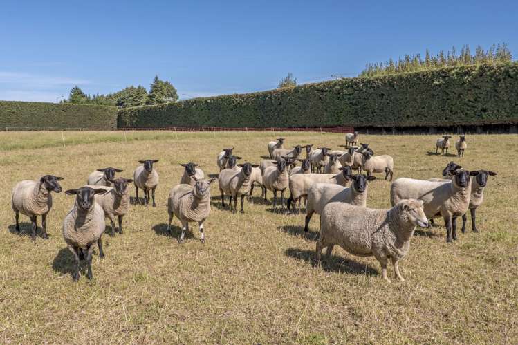 1/736 Sandy Knolls Road West Melton_28