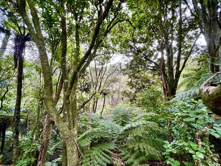 637a Awahou Road Murupara Surrounds_12