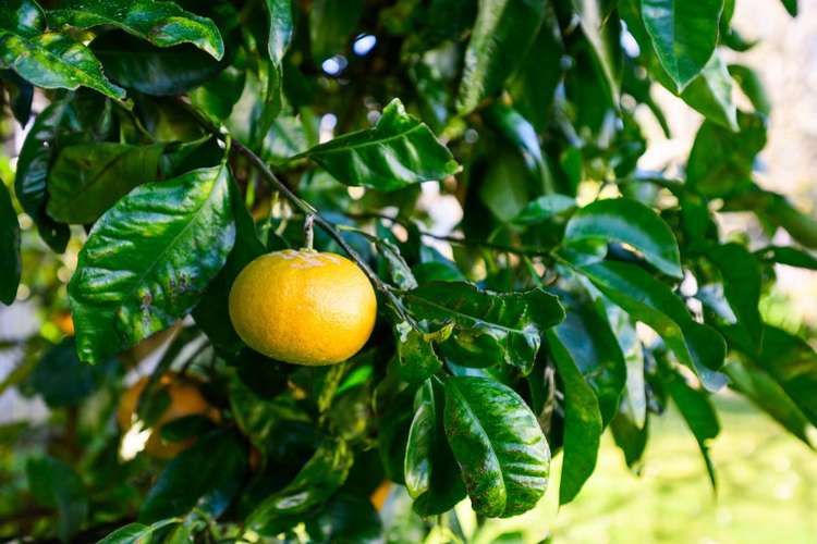 76 Worcester Street Ashhurst_18