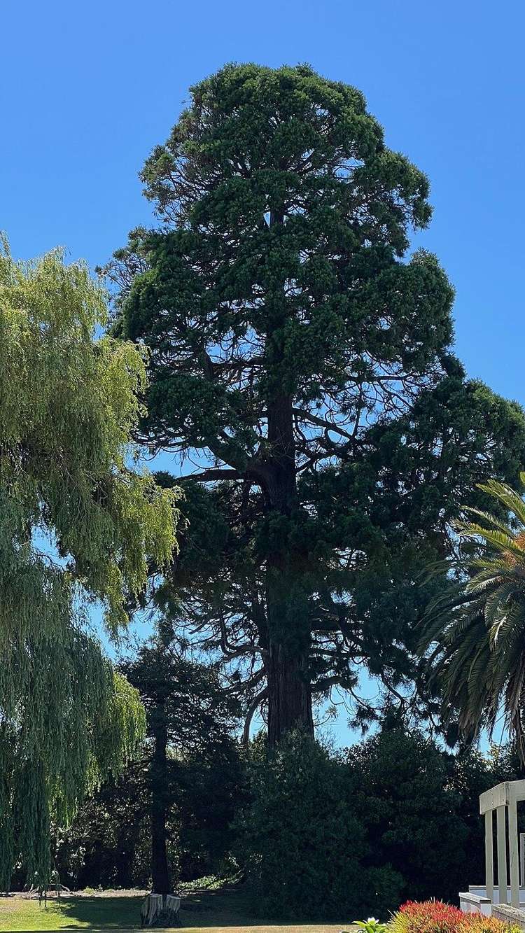 45 Cunliffe Rd Redwood_15