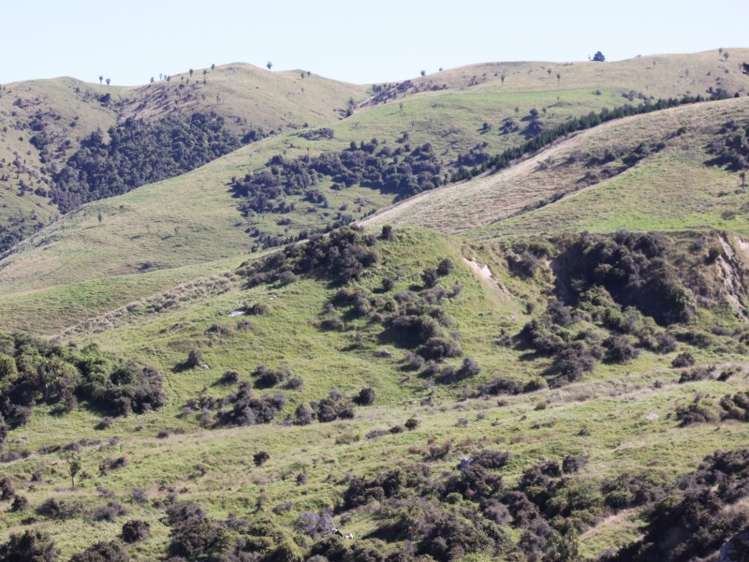 1007 Motunau Beach Road Motunau_5