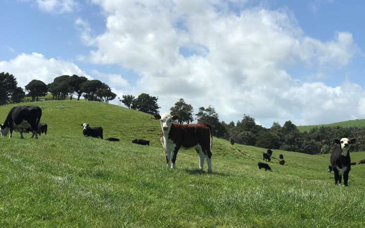 216 Morrison Road Arapohue_7