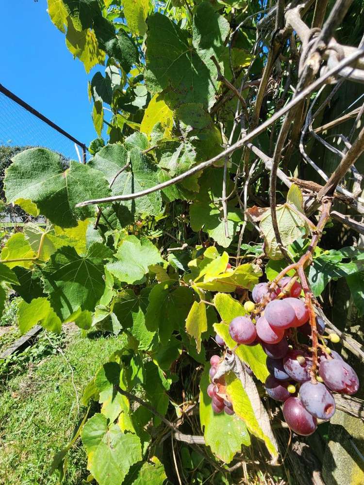 36 Jans Terrace Oakura_24