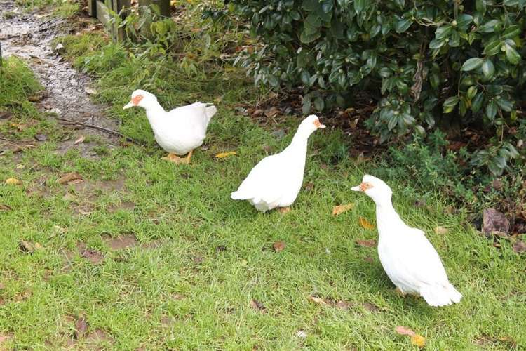 95 Gordon Avenue Te Aroha_8