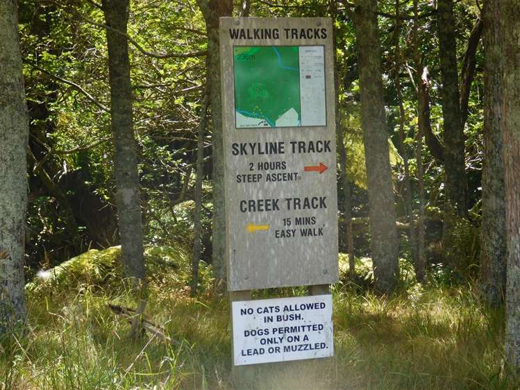 Cove Road Mangawhai_6