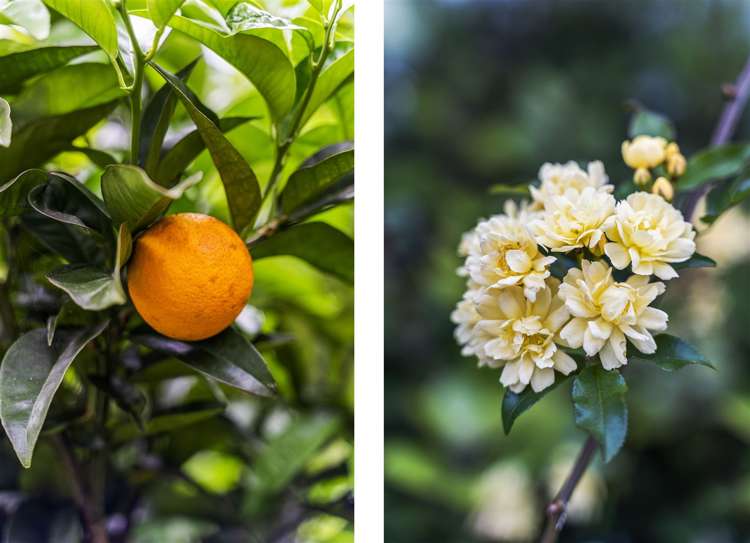 108 The Grove Onemana_23