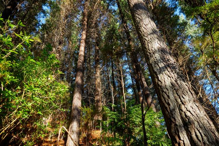 Crail Bay Kenepuru Sound_14