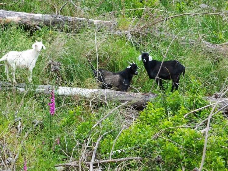 571a Mcqueens Valley Road Gebbies Valley_6