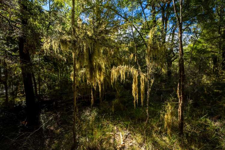 101 Gowan Valley Road Gowanbridge_20