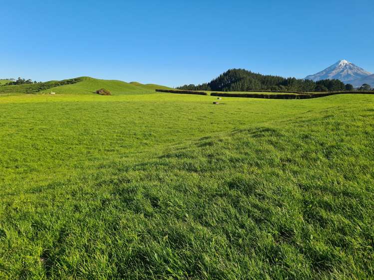 801 Mangorei Road Mangorei_3