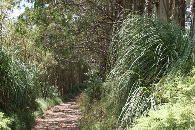 303 Arthur Road Te Pahu_10